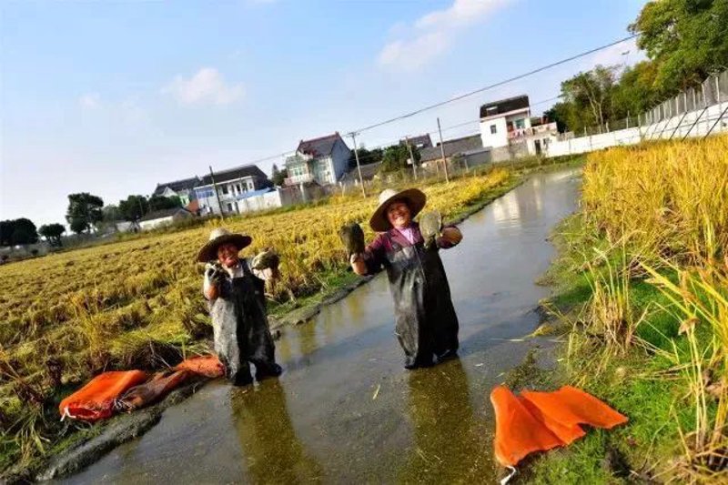 新塍镇农场：乡村里的田园诗篇