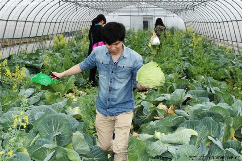 现代农业的魅力:走进有机蔬菜采摘
